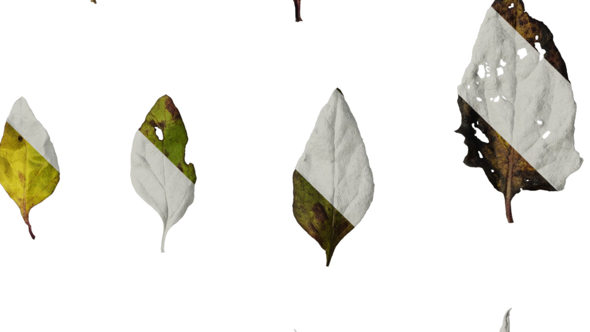 Anydrafts Senecio scandens Atlas 02 Texture_4