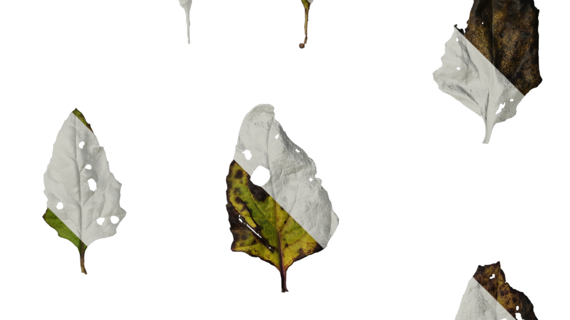 Anydrafts Senecio scandens Atlas 02 Texture_2