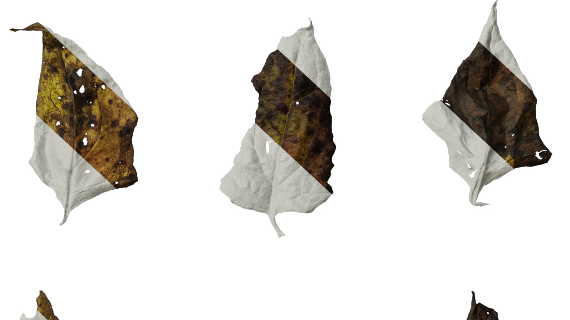 Anydrafts Senecio scandens Atlas 02 Texture_6