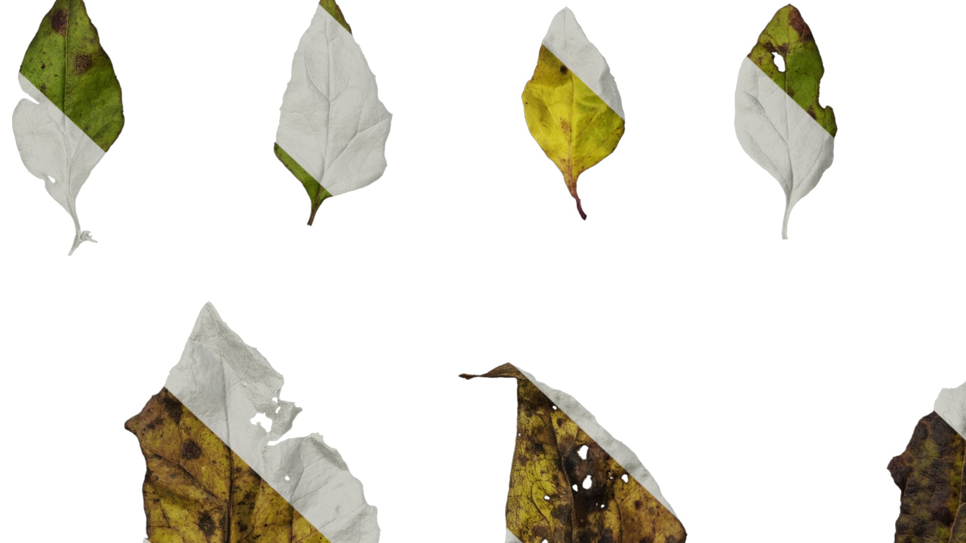 Anydrafts Senecio scandens Atlas 02 Texture_7