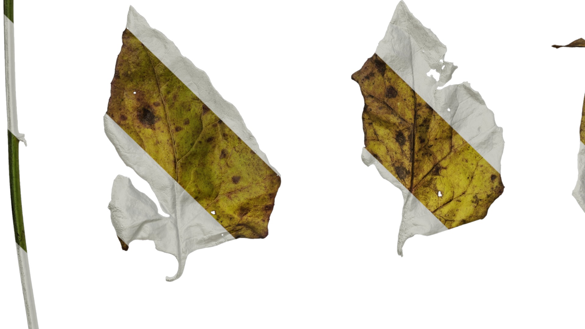 Anydrafts Senecio scandens Atlas 02 Texture_5