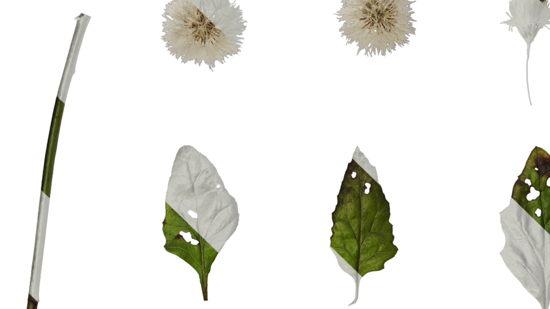 Anydrafts Senecio scandens Atlas 02 Texture_1