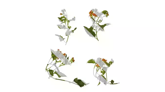 Anydrafts Senecio scandens Atlas 05