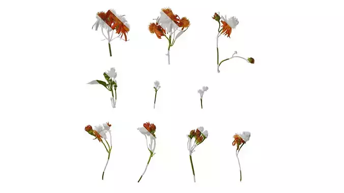 Anydrafts Senecio scandens Atlas 06