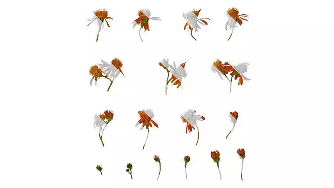 Anydrafts Senecio scandens Flower 02