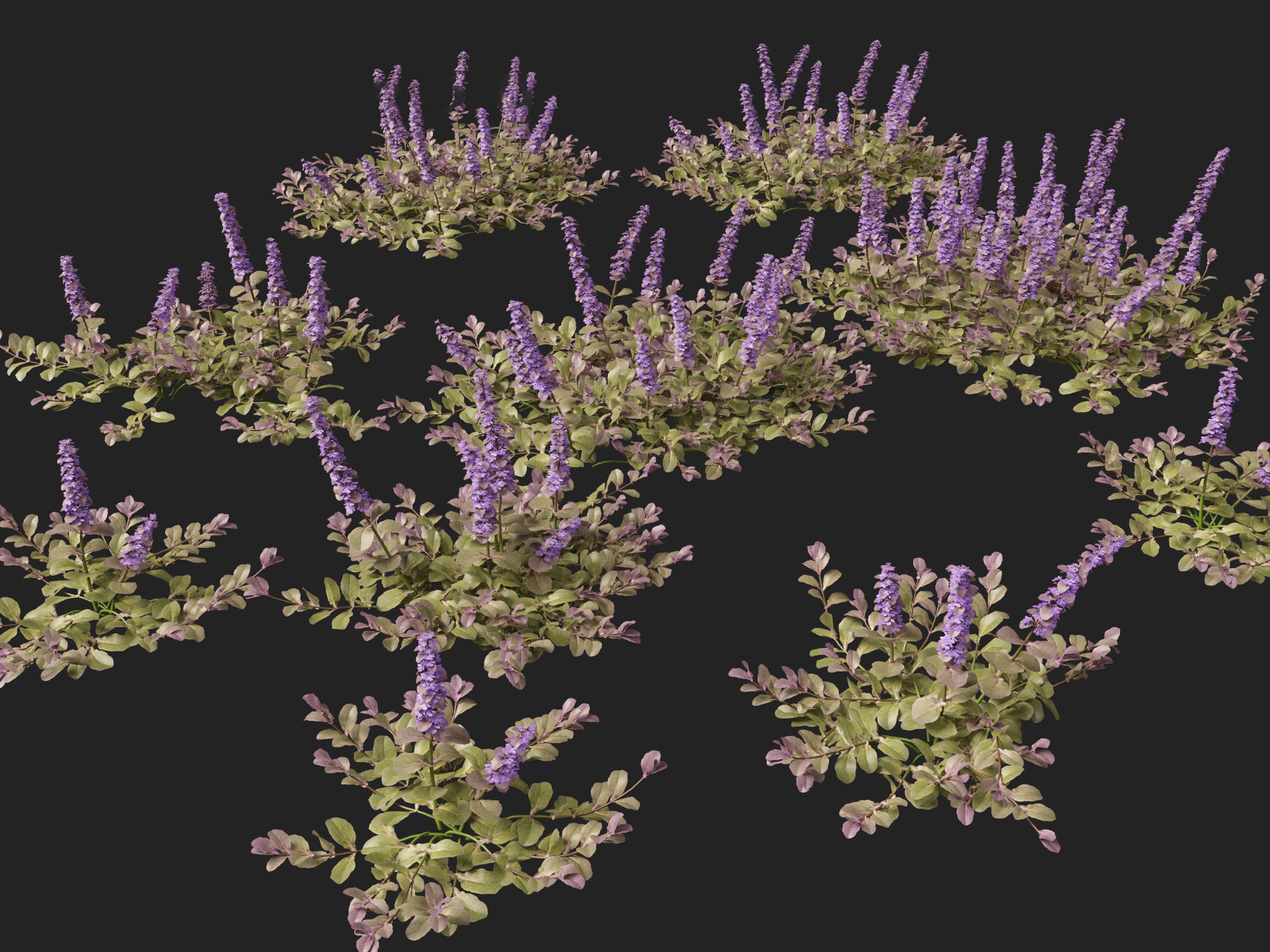 HighPoly LowPoly Ajuga reptans - Carpet bugleweed  Low-poly 3D model_8