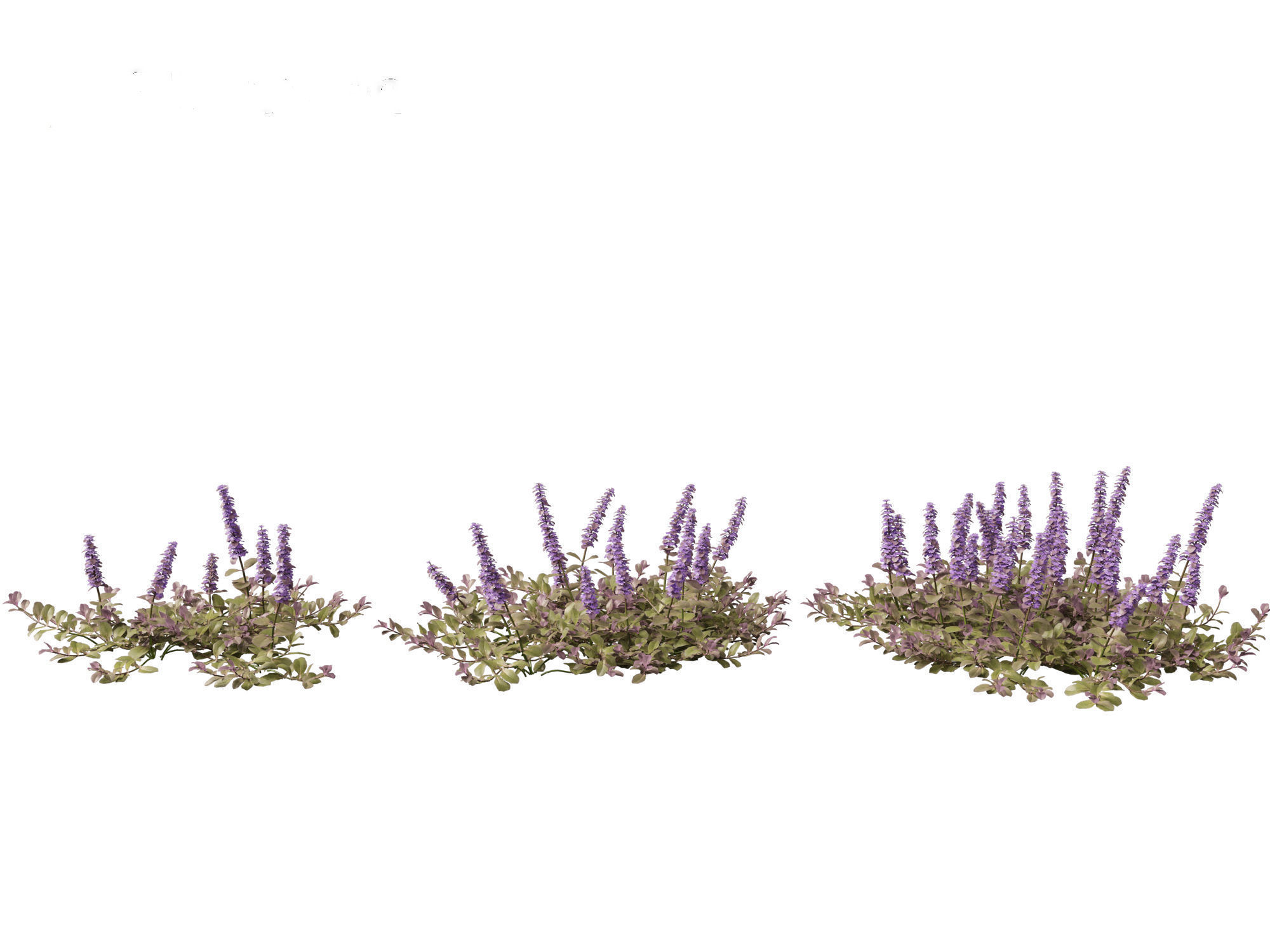 HighPoly LowPoly Ajuga reptans - Carpet bugleweed  Low-poly 3D model_6