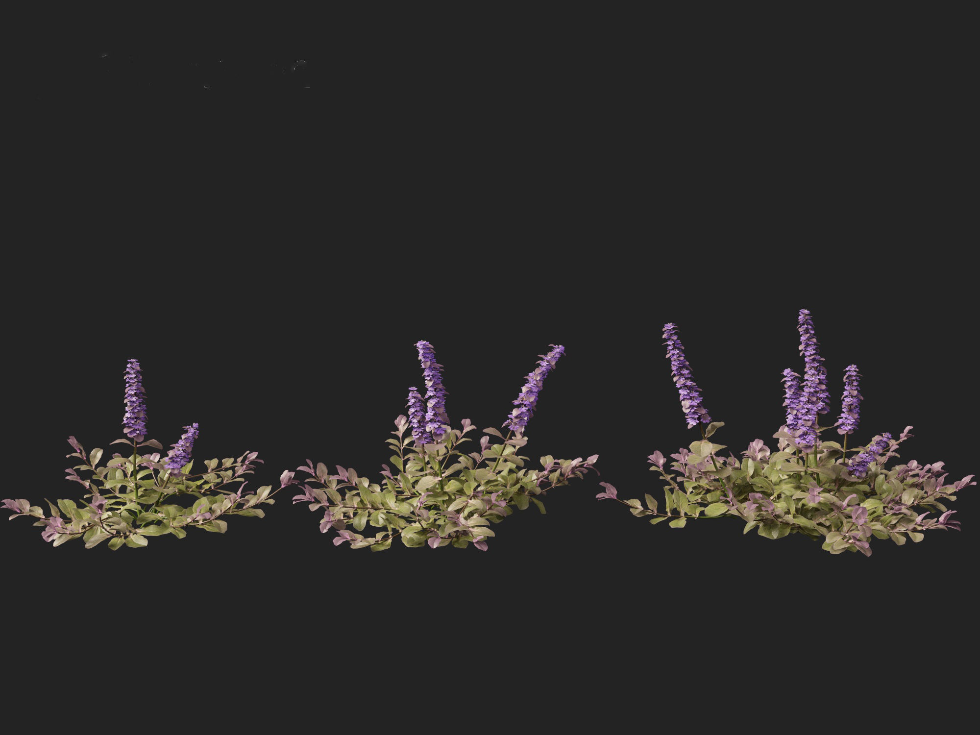 HighPoly LowPoly Ajuga reptans - Carpet bugleweed  Low-poly 3D model_5