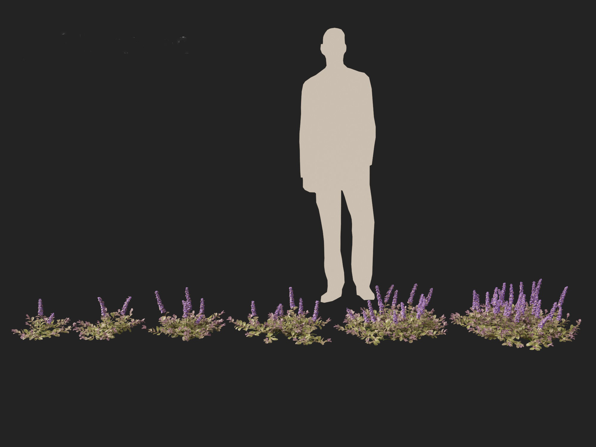 HighPoly LowPoly Ajuga reptans - Carpet bugleweed  Low-poly 3D model_3