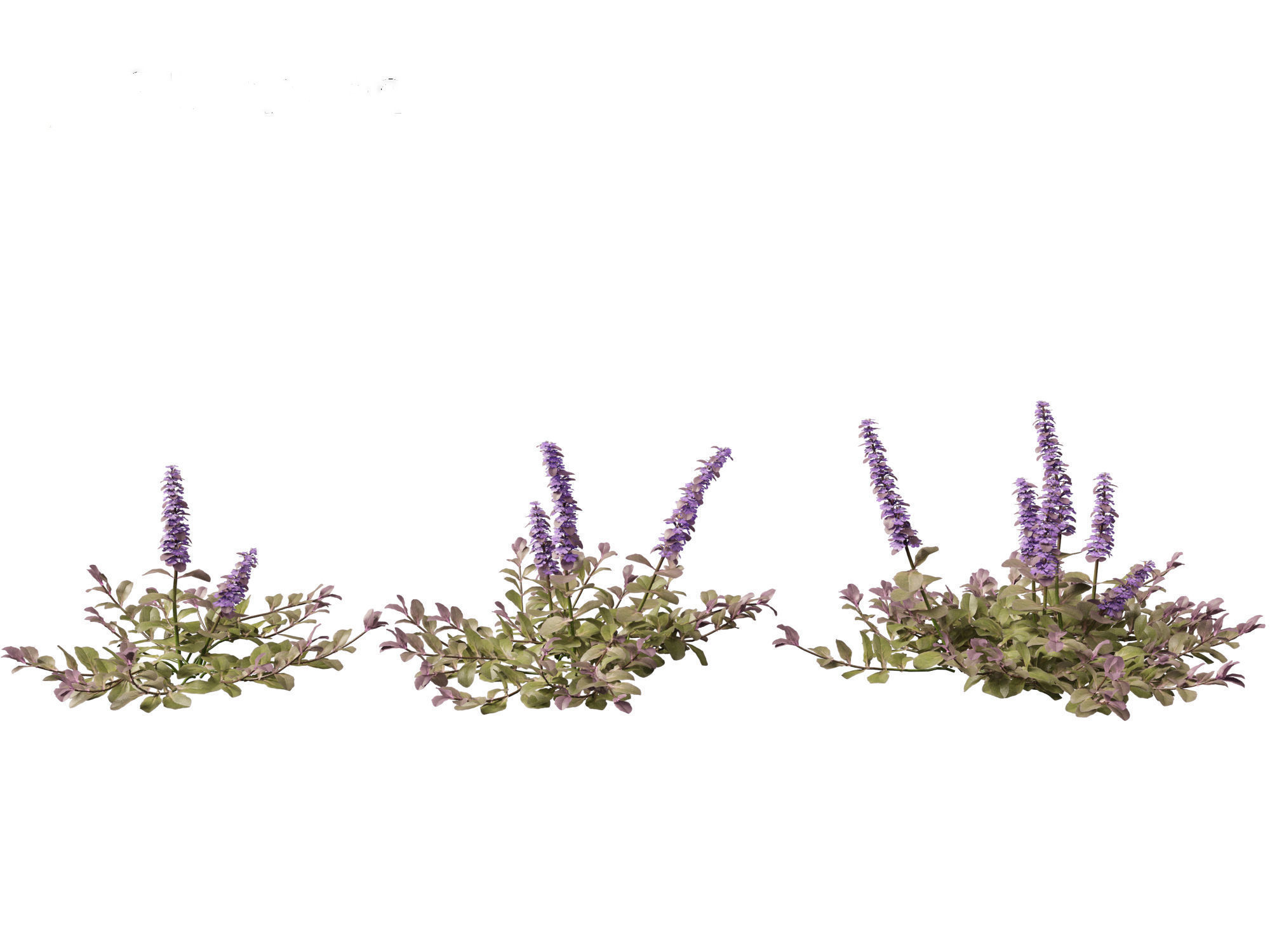HighPoly LowPoly Ajuga reptans - Carpet bugleweed  Low-poly 3D model_4