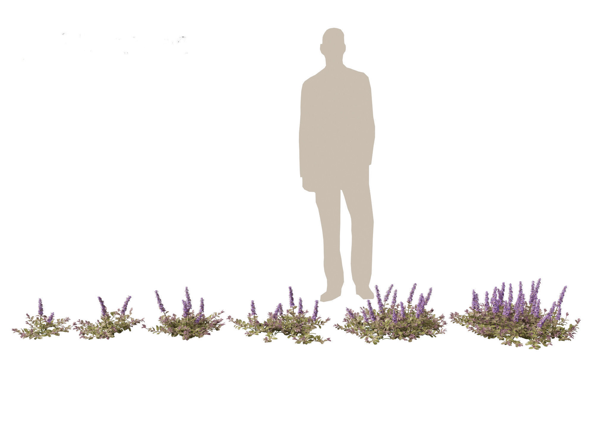 HighPoly LowPoly Ajuga reptans - Carpet bugleweed  Low-poly 3D model_1