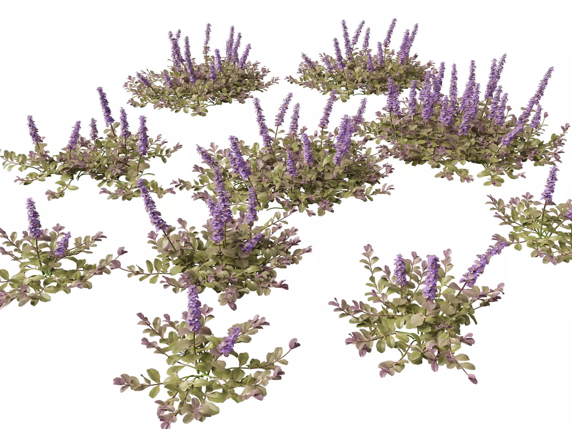 HighPoly LowPoly Ajuga reptans - Carpet bugleweed  Low-poly 3D model_0