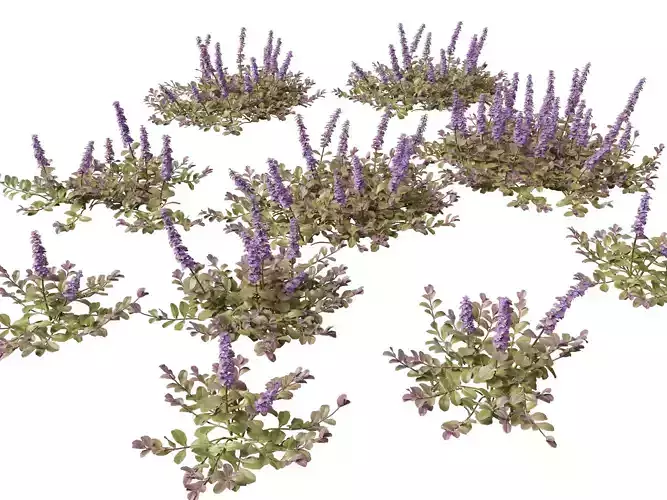 HighPoly LowPoly Ajuga reptans - Carpet bugleweed  Low-poly 3D model