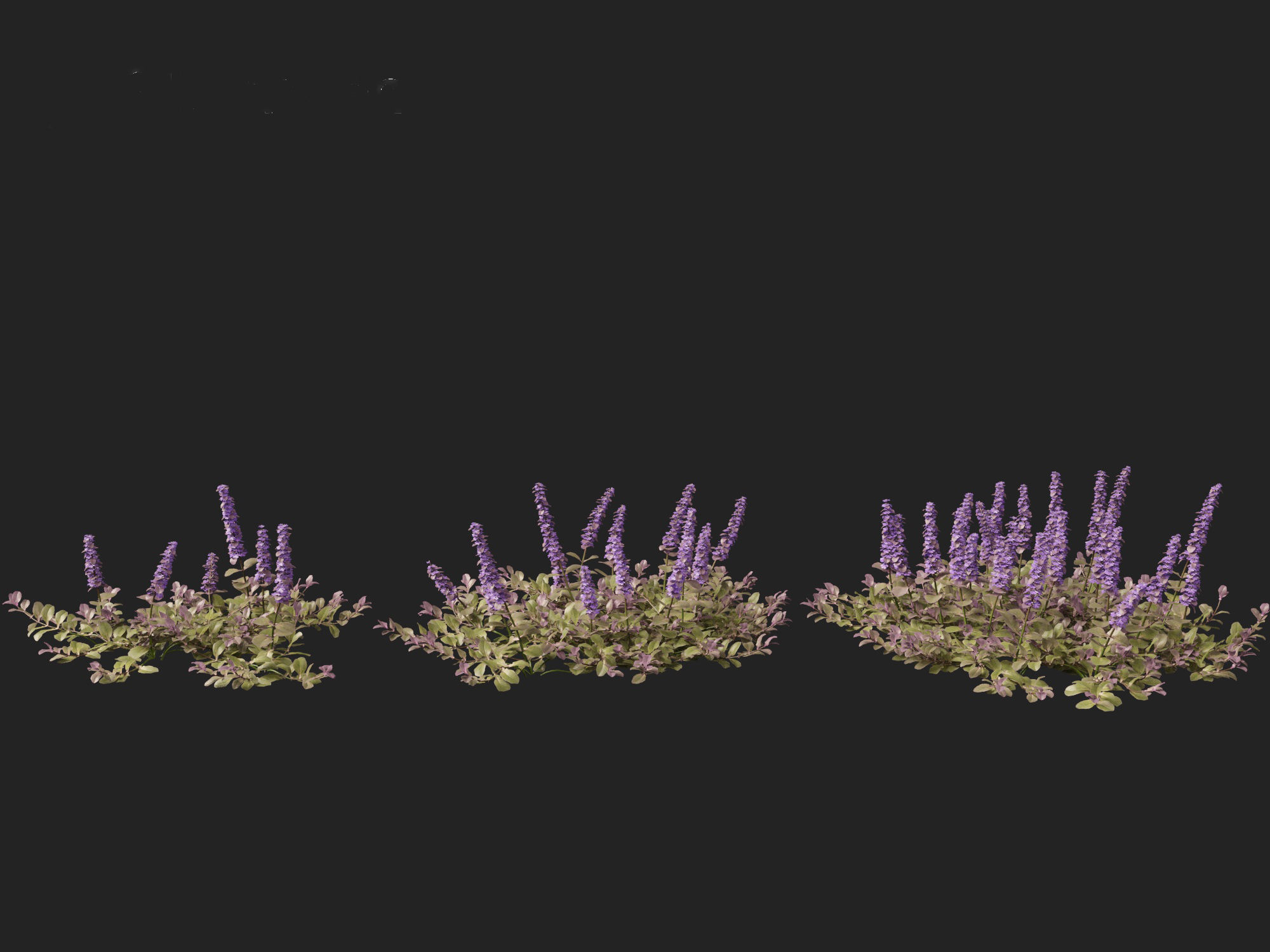HighPoly LowPoly Ajuga reptans - Carpet bugleweed  Low-poly 3D model_7