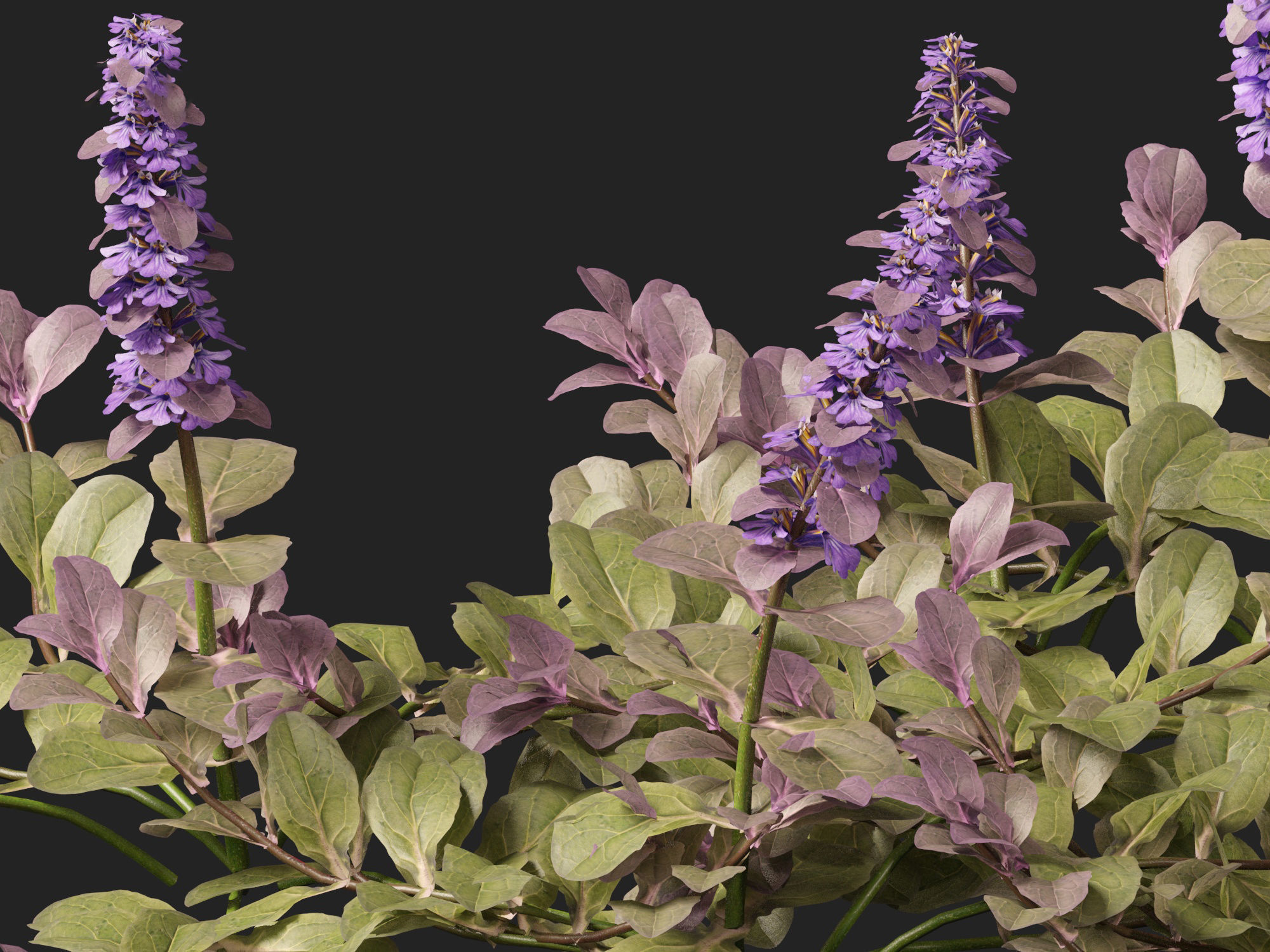 HighPoly LowPoly Ajuga reptans - Carpet bugleweed  Low-poly 3D model_2