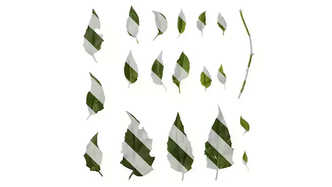 Anydrafts Senecio scandens Leaf 01