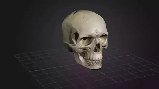 Skull