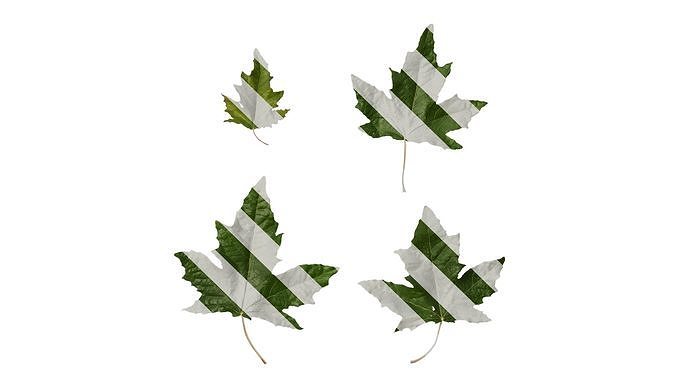 Anydrafts Populus alba Leaf 02 F Texture