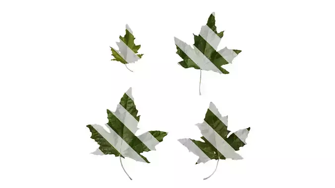 Anydrafts Populus alba Leaf 02 F