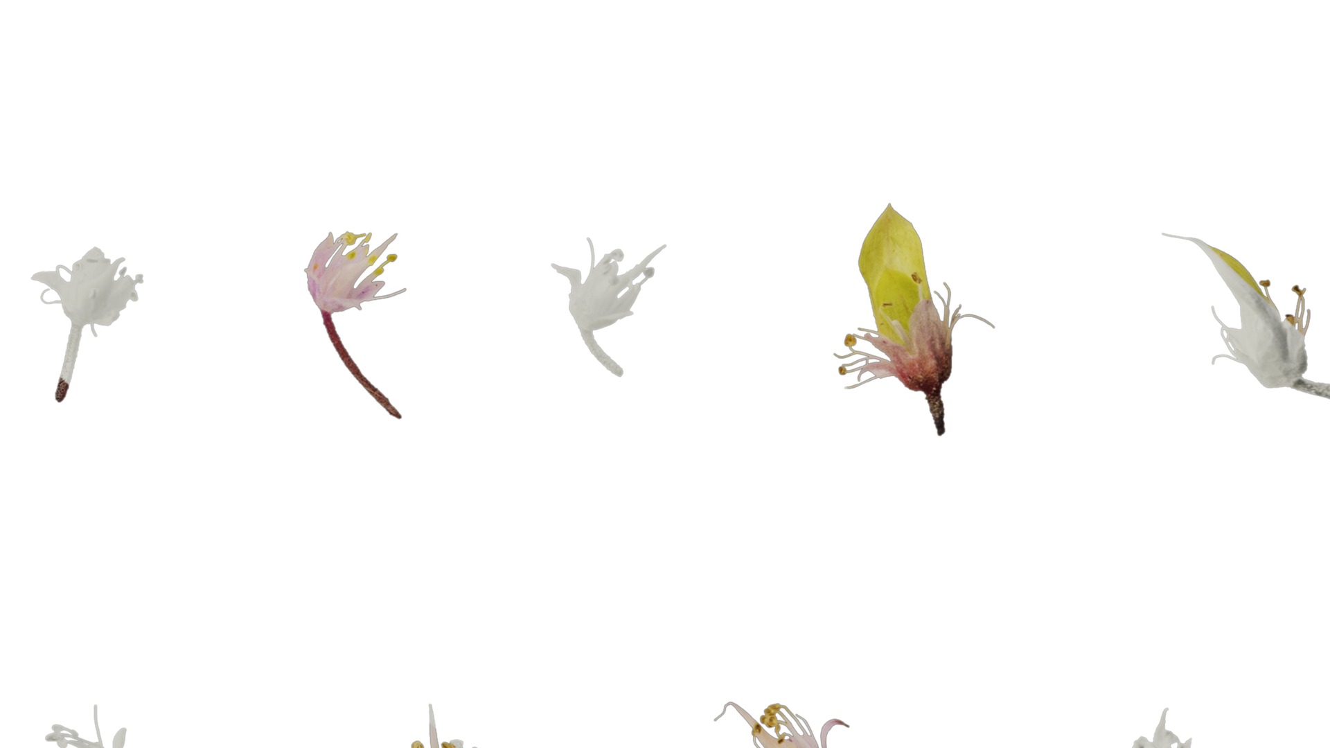 Anydrafts Tiarella polyphylla Flower 01 Texture_7