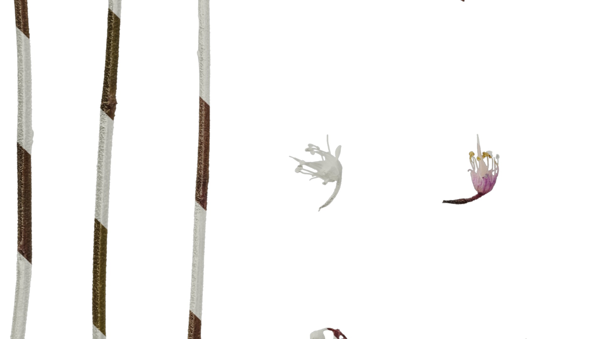 Anydrafts Tiarella polyphylla Flower 01 Texture_5