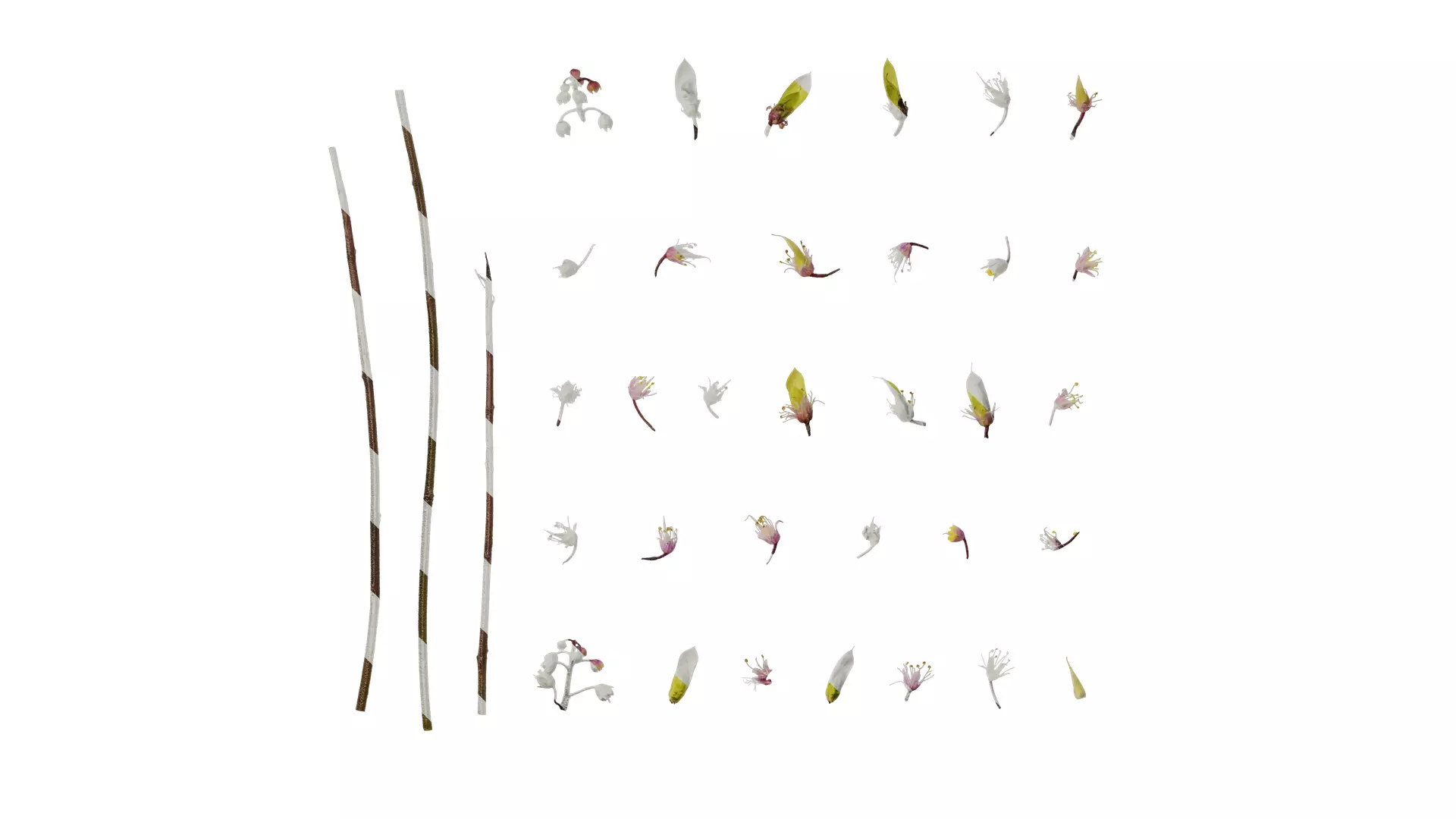 Anydrafts Tiarella polyphylla Flower 01 Texture_0