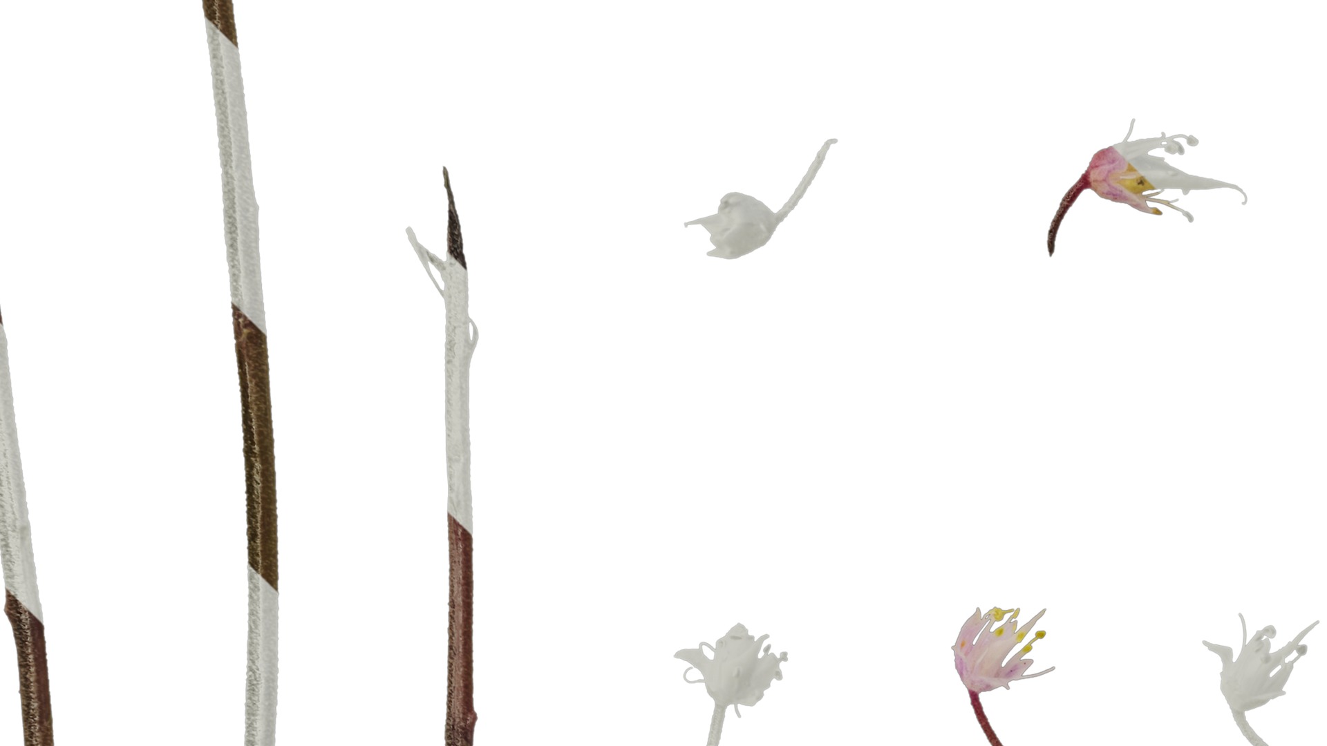 Anydrafts Tiarella polyphylla Flower 01 Texture_3