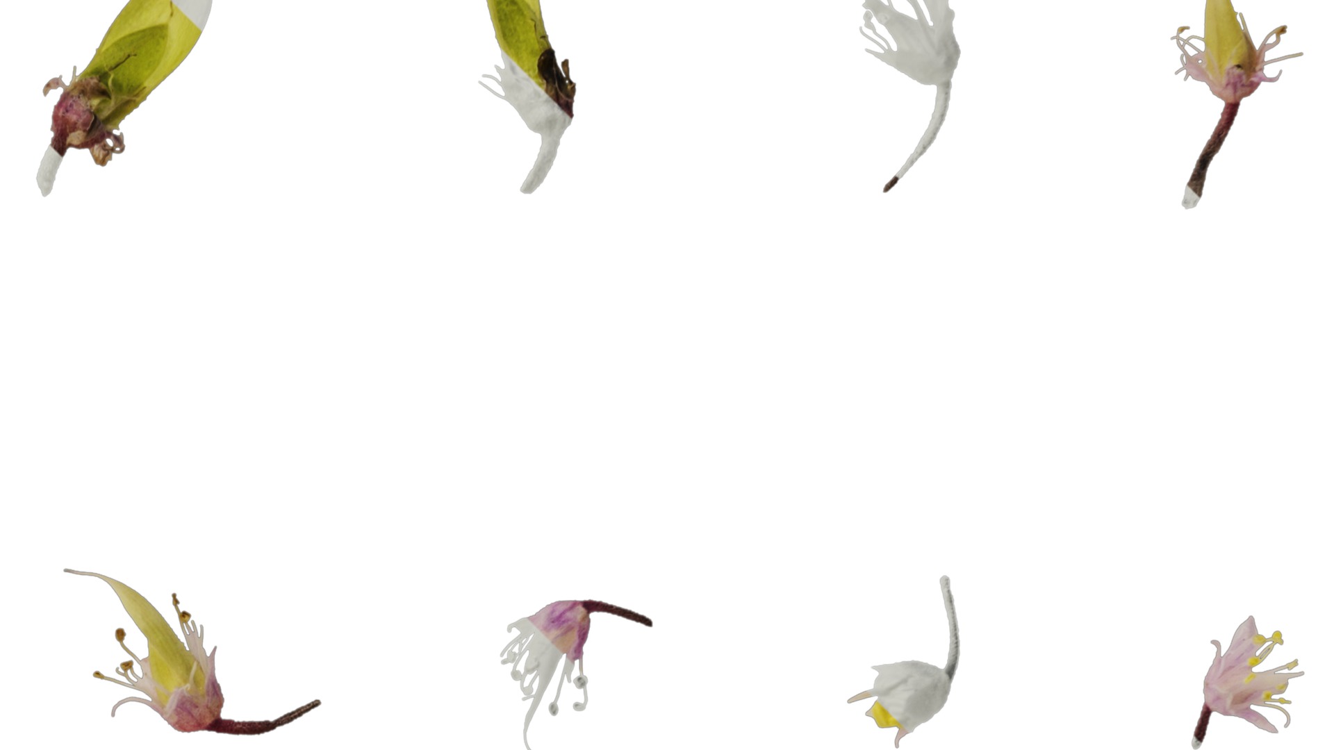 Anydrafts Tiarella polyphylla Flower 01 Texture_2