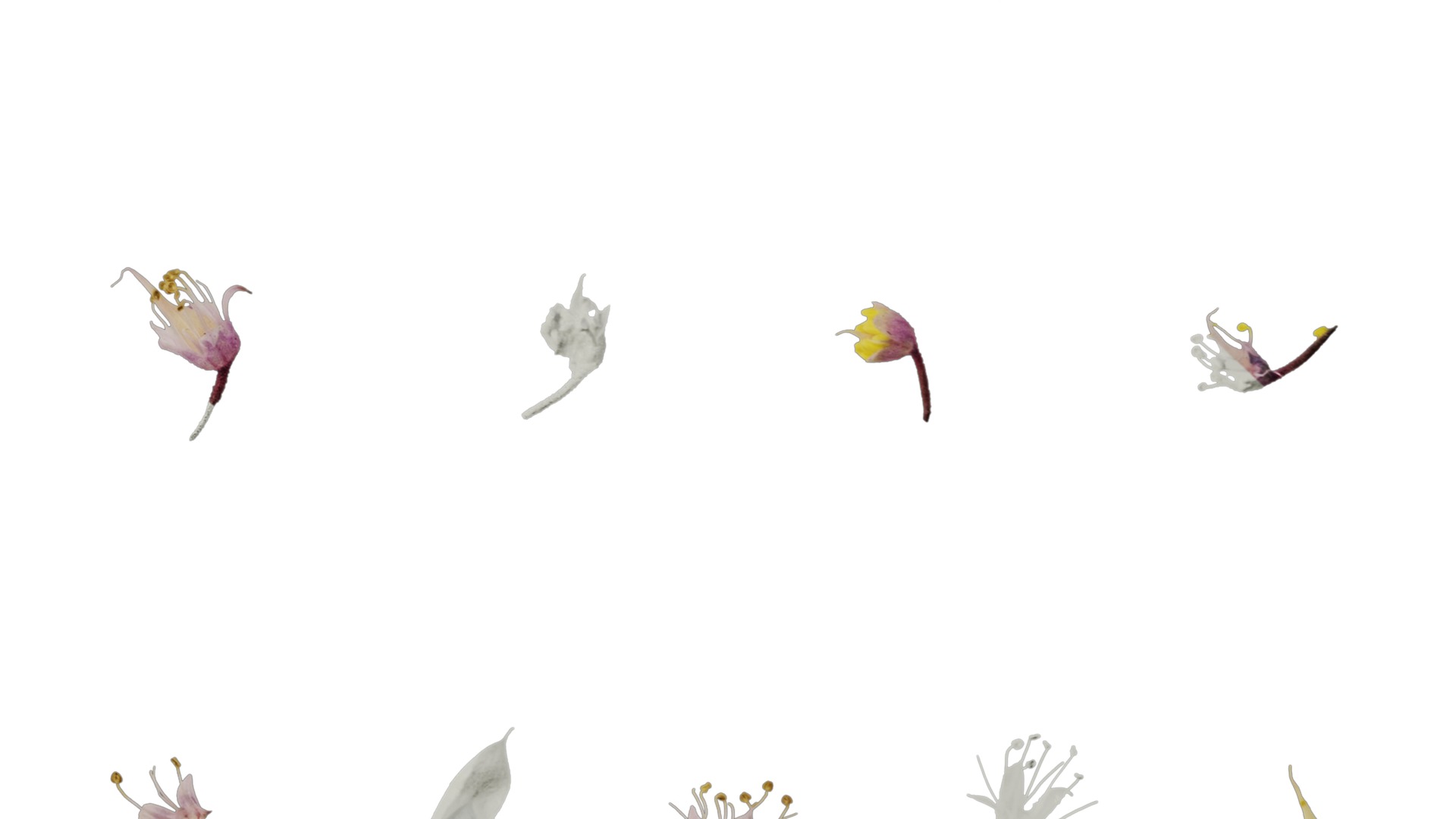 Anydrafts Tiarella polyphylla Flower 01 Texture_6