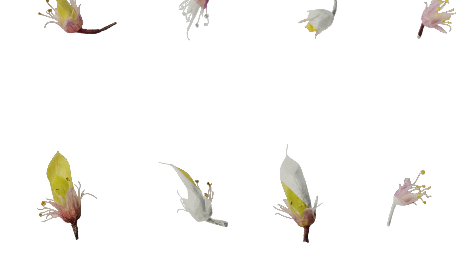 Anydrafts Tiarella polyphylla Flower 01 Texture_4