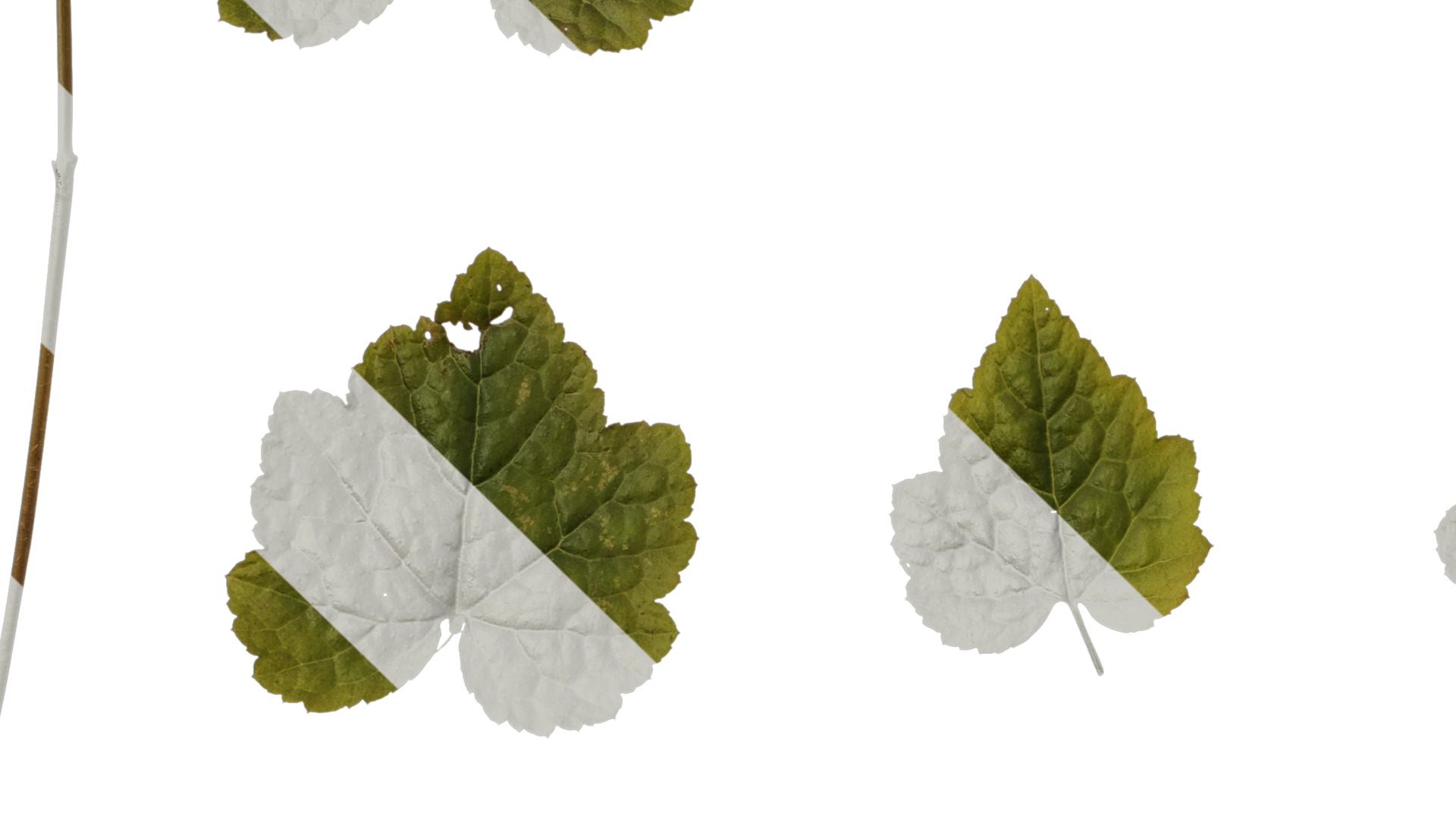 Anydrafts Tiarella polyphylla Leaf 01 Texture_5