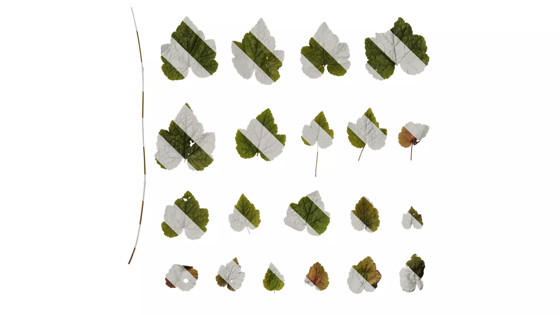 Anydrafts Tiarella polyphylla Leaf 01 Texture_0