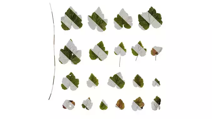 Anydrafts Tiarella polyphylla Leaf 01