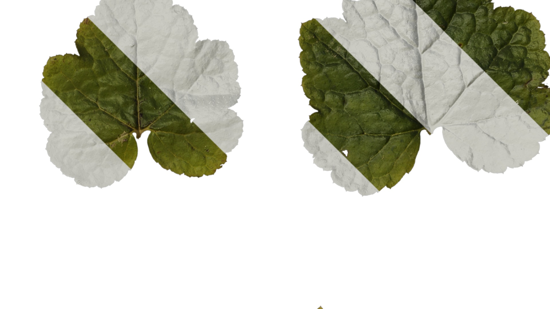 Anydrafts Tiarella polyphylla Leaf 01 Texture_2