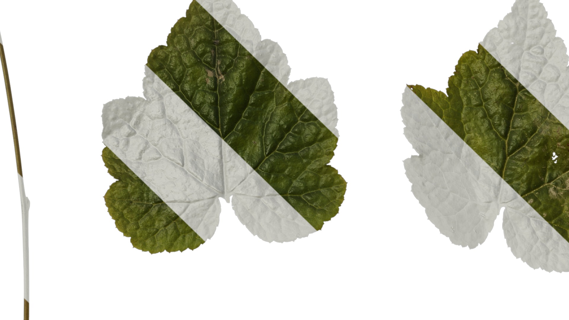 Anydrafts Tiarella polyphylla Leaf 01 Texture_1