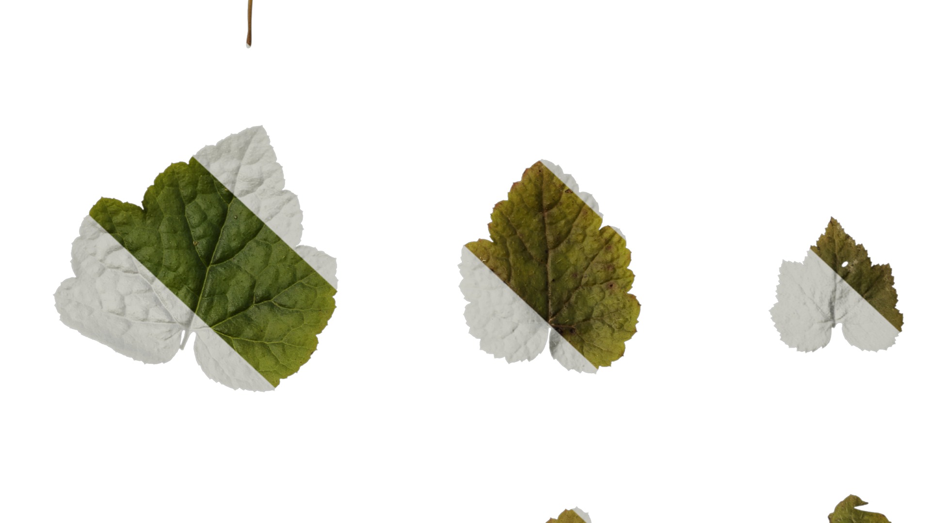 Anydrafts Tiarella polyphylla Leaf 01 Texture_6