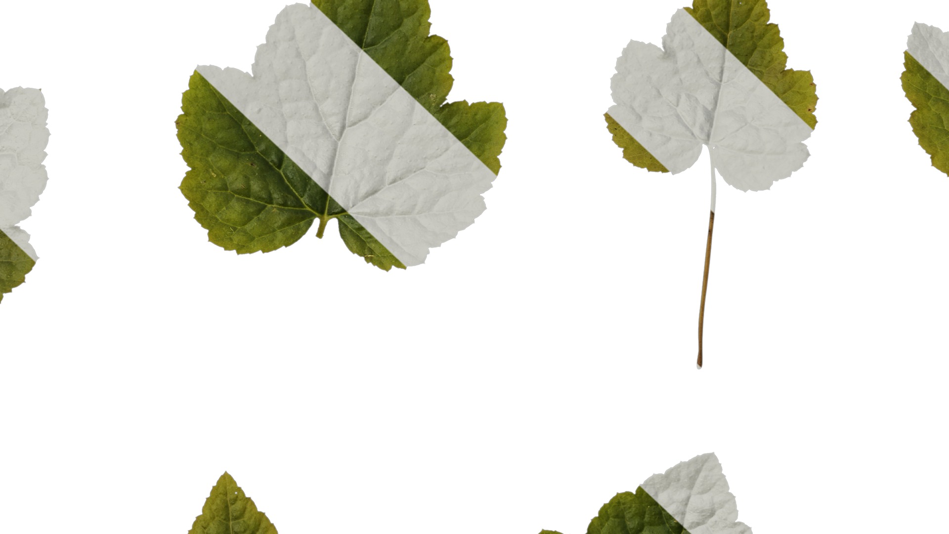 Anydrafts Tiarella polyphylla Leaf 01 Texture_7