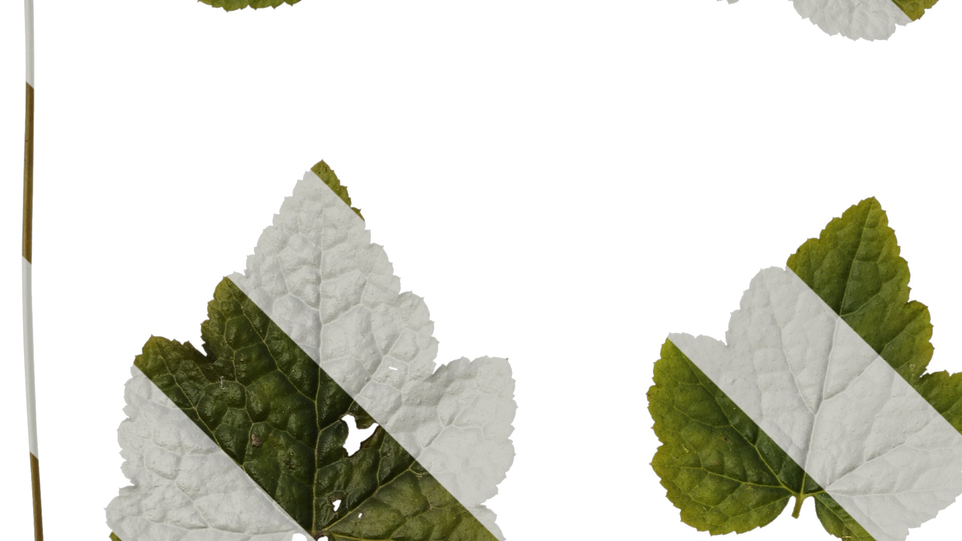 Anydrafts Tiarella polyphylla Leaf 01 Texture_3