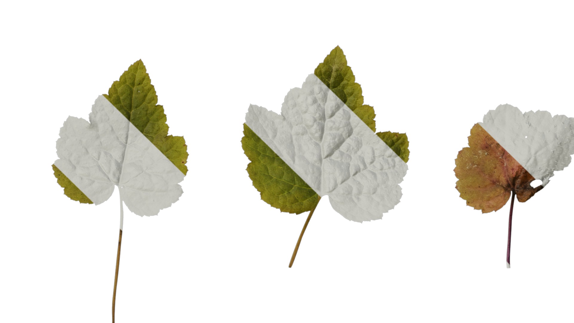 Anydrafts Tiarella polyphylla Leaf 01 Texture_4