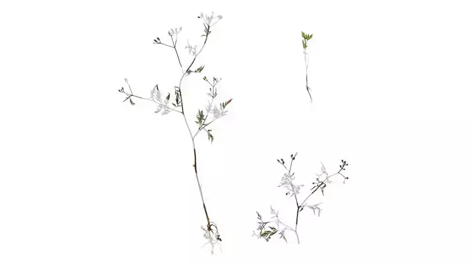 Anydrafts Torilis scabra Atlas 01