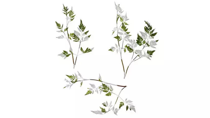 Anydrafts Torilis scabra Atlas 03