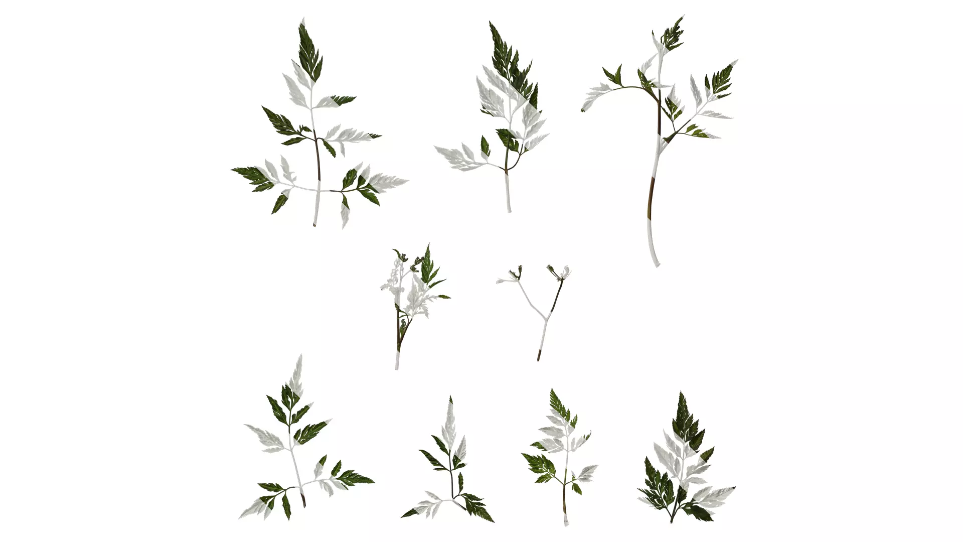 Anydrafts Torilis scabra Atlas 04 Texture_0