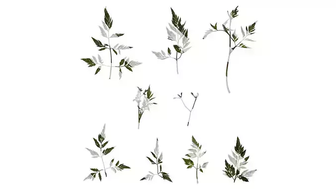 Anydrafts Torilis scabra Atlas 04