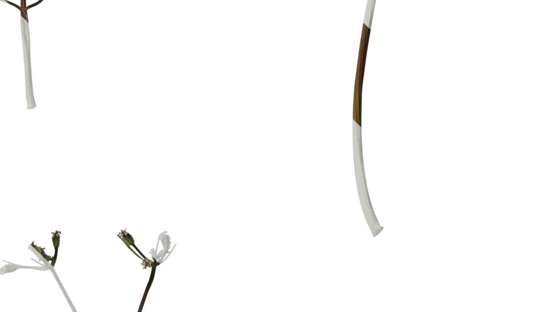 Anydrafts Torilis scabra Atlas 04 Texture_4