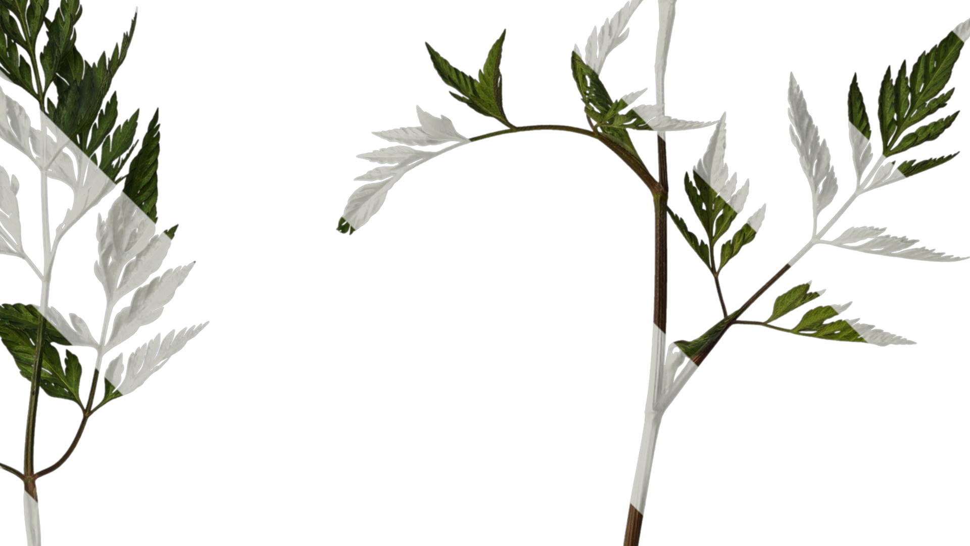 Anydrafts Torilis scabra Atlas 04 Texture_2