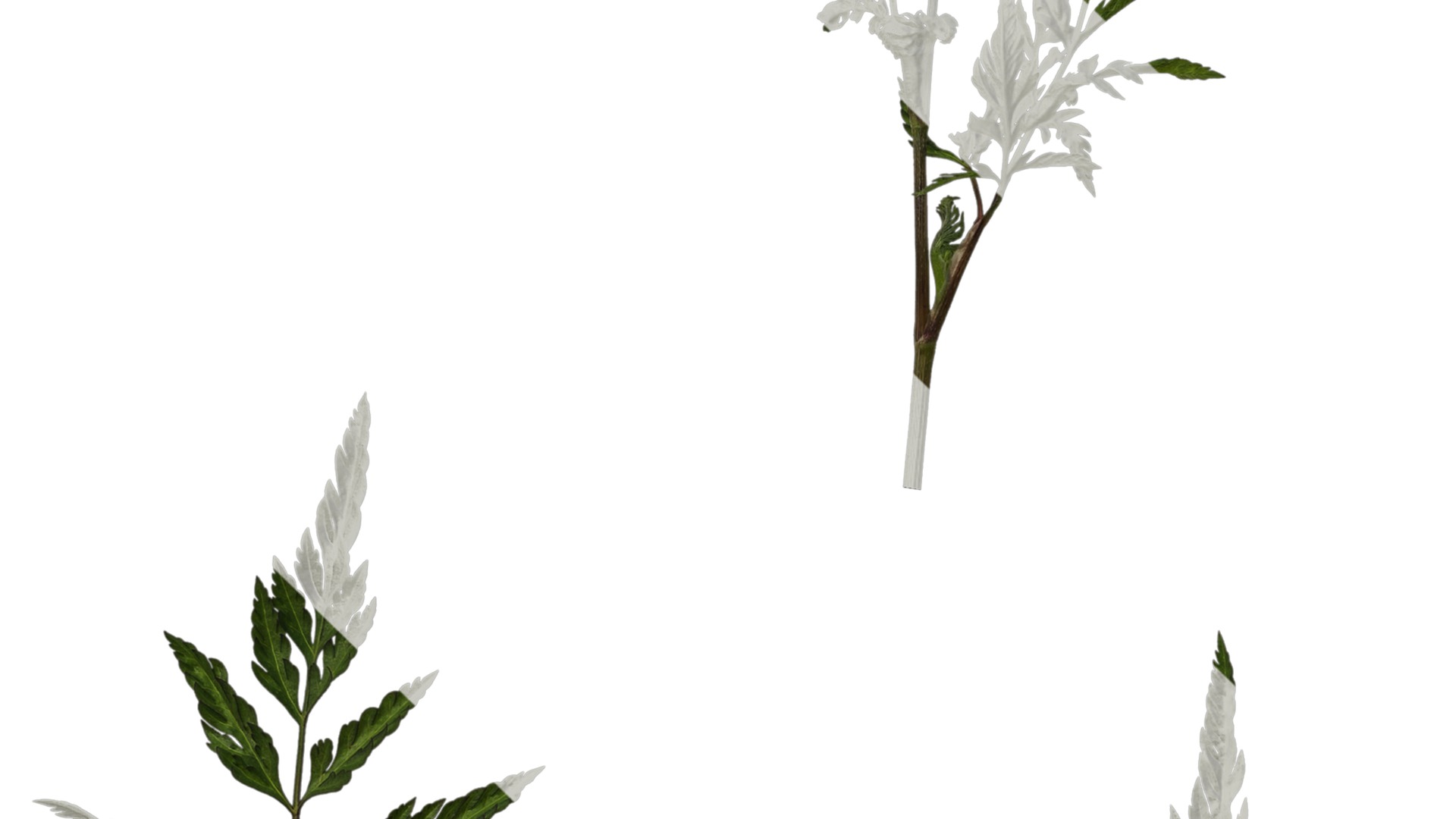 Anydrafts Torilis scabra Atlas 04 Texture_5