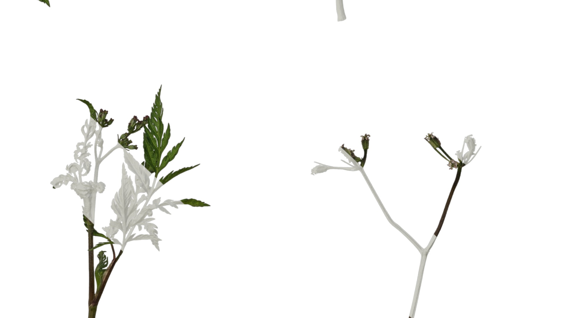 Anydrafts Torilis scabra Atlas 04 Texture_7