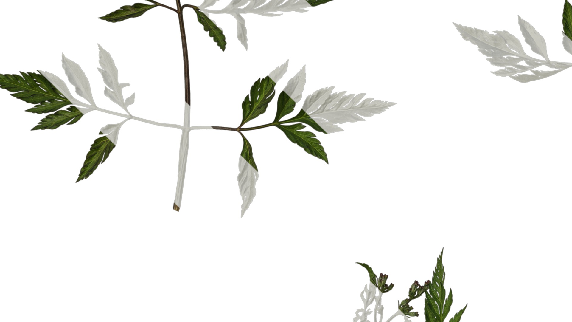 Anydrafts Torilis scabra Atlas 04 Texture_3