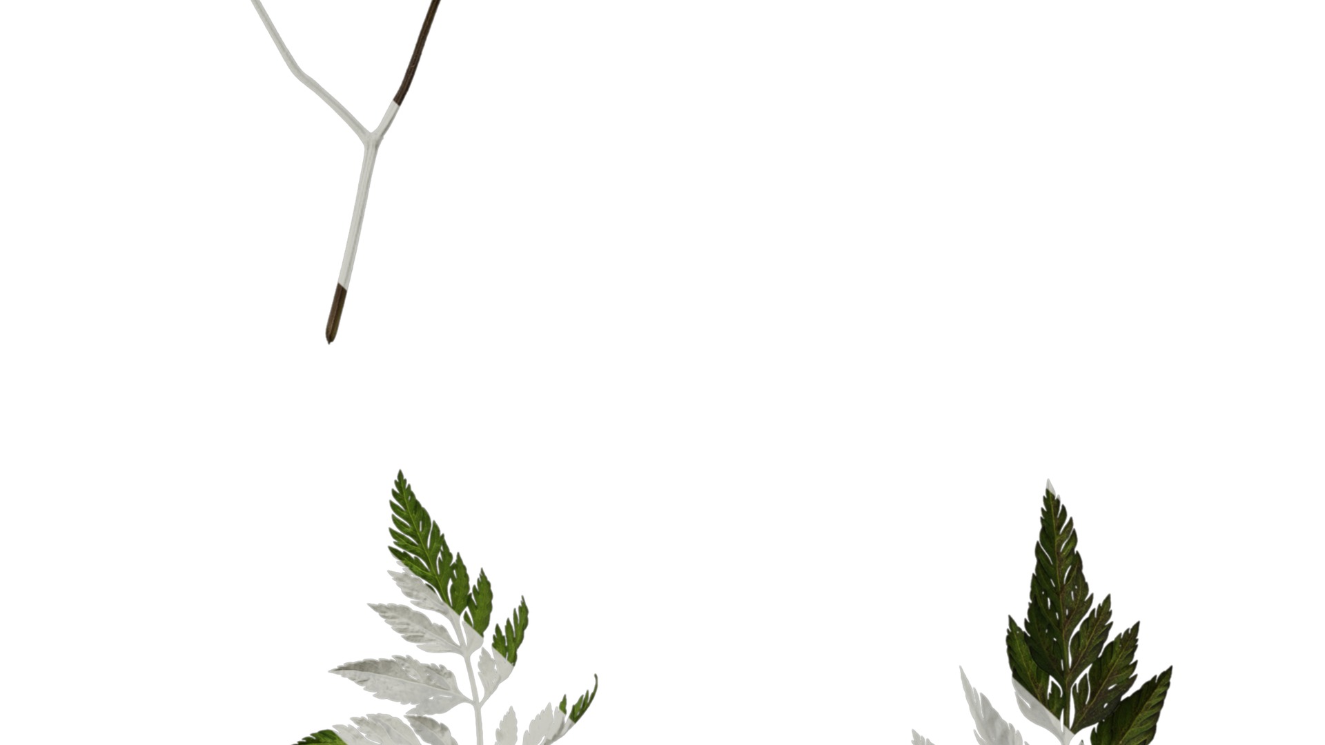 Anydrafts Torilis scabra Atlas 04 Texture_6