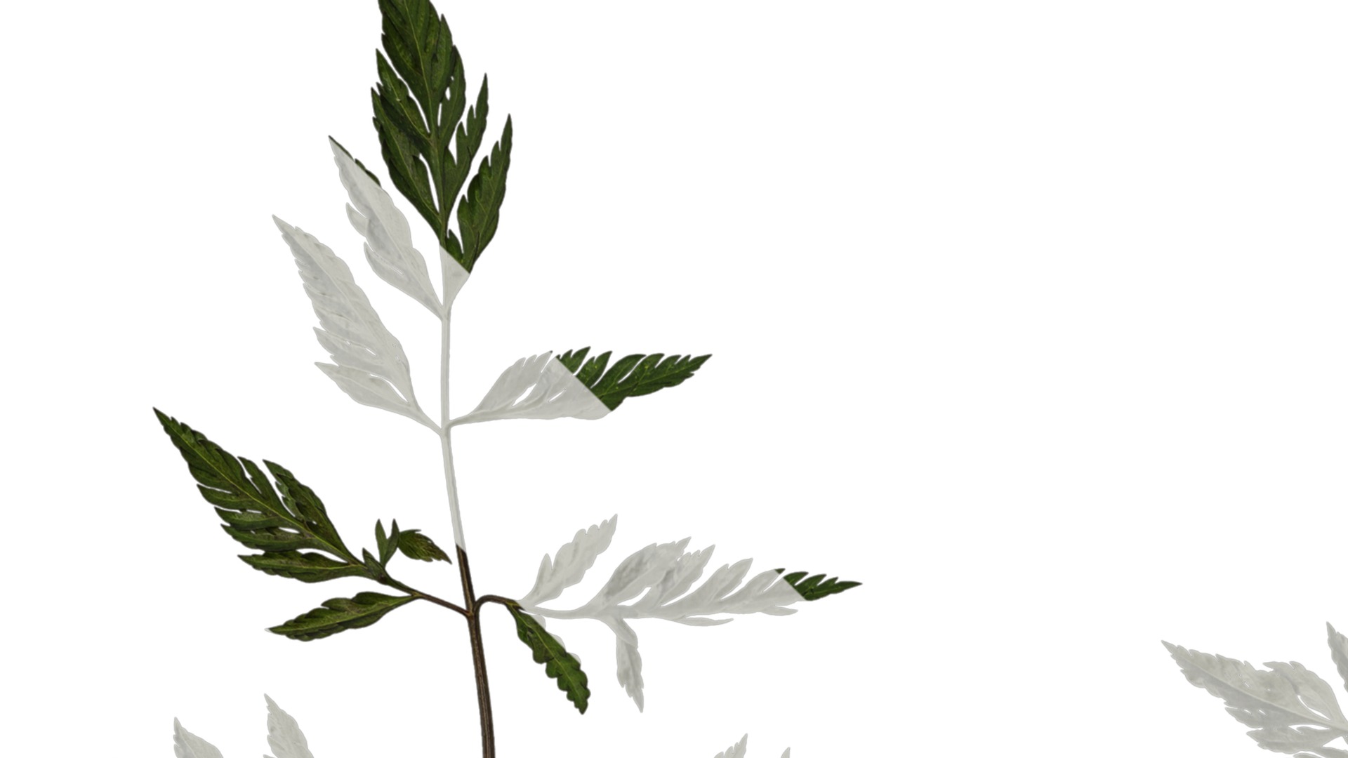 Anydrafts Torilis scabra Atlas 04 Texture_1